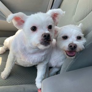 Meet your Posher, Gina